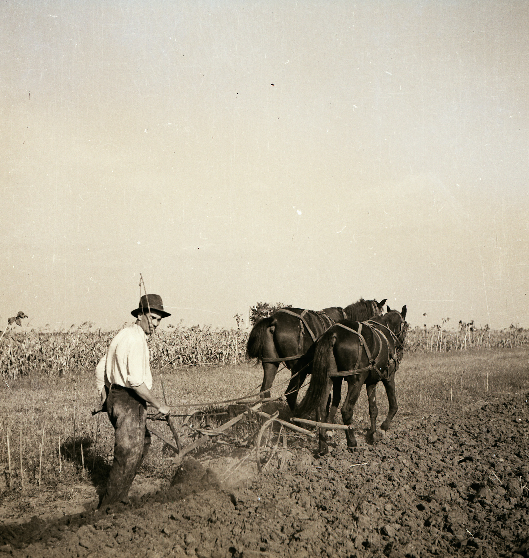 Munci agricole